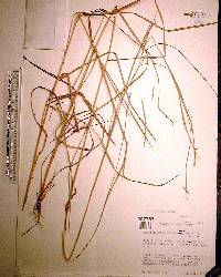 Schizachyrium sanguineum var. hirtiflorum image