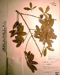 Quercus laurifolia image