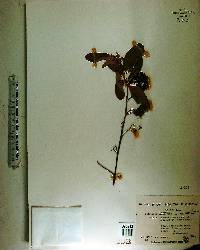 Colubrina cubensis image