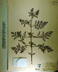Ambrosia hispida image