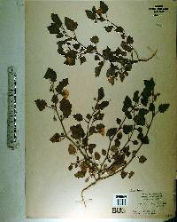 Physalis pubescens image