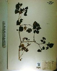 Physalis pubescens image