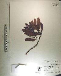 Licania michauxii image