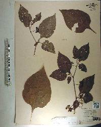 Solanum americanum image