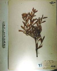 Jacquinia keyensis image