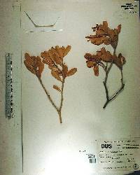 Jacquinia keyensis image