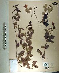 Rubus trivialis image