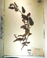 Waltheria indica image