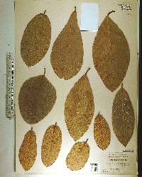 Guettarda scabra image