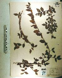 Ulmus alata image