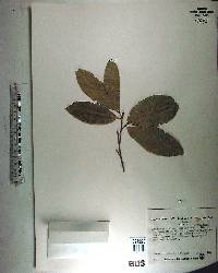 Exothea paniculata image