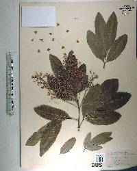 Exothea paniculata image