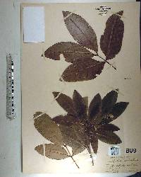 Exothea paniculata image