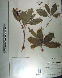 Exothea paniculata image