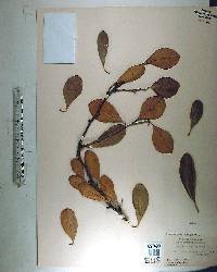 Sideroxylon lanuginosum subsp. lanuginosum image