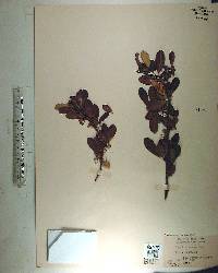 Sideroxylon lanuginosum subsp. lanuginosum image