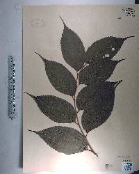 Celtis laevigata image