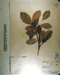 Ficus aurea image