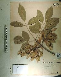 Fraxinus caroliniana image