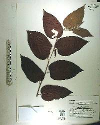 Trema micrantha image