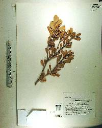 Jacquinia keyensis image