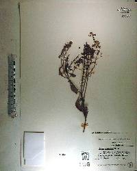 Ocimum micranthum image