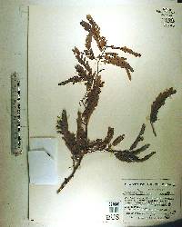 Tamarindus indica image