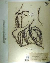 Gratiola hispida image