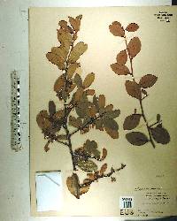 Sideroxylon lanuginosum image