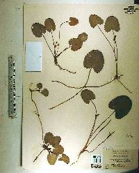 Centella asiatica image