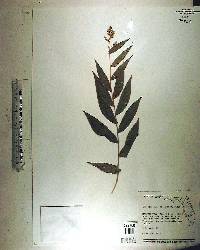 Lasiacis ruscifolia image