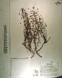 Mecardonia acuminata image