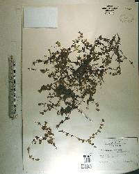 Micranthemum umbrosum image