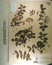 Zanthoxylum clava-herculis image