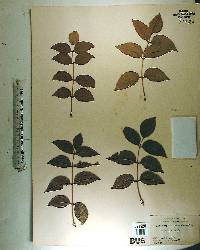 Zanthoxylum clava-herculis image