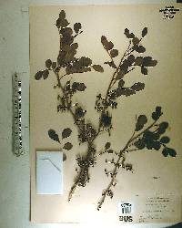 Zanthoxylum fagara image