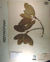 Mastichodendron foetidissimum image