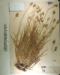 Carex alata image