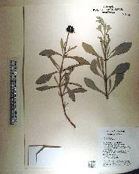 Borrichia frutescens image