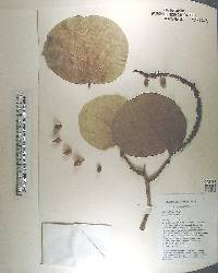 Coccoloba uvifera image