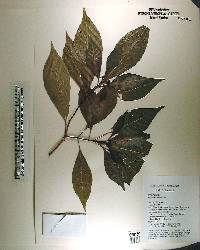 Psychotria nervosa image