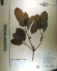Mastichodendron foetidissimum image