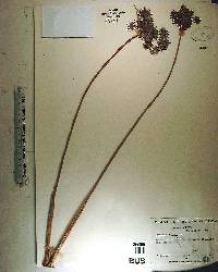 Cyperus haspan image