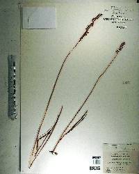 Spiranthes praecox image