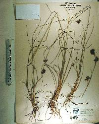 Rhynchospora microcarpa image