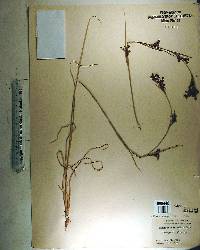 Rhynchospora microcarpa image