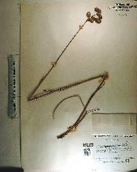 Juncus megacephalus image