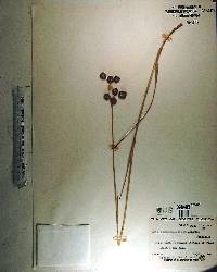 Juncus megacephalus image