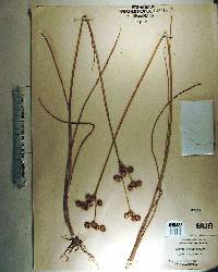 Juncus megacephalus image