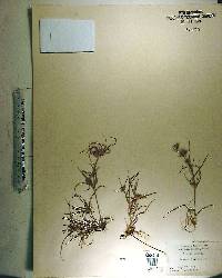 Juncus repens image